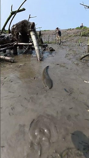 Incredible Giant Snakehead Fish Spotted in Shallow Mud! 🐟 #fishing #nature #bigfish