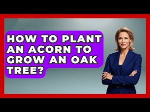 How To Plant An Acorn To Grow An Oak Tree? - Survival Skills for Everyone