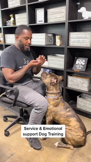 merrittdogtraining on TikTok