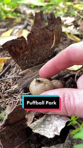 Welcome to Puffball Park, where the spores spread like little nature farts. Puffballs are small gasteroid mushrooms (spores develop internally instead of via external gills). When young they are white and firm, as they age the spores turn into a powder mass that is spread by falling rain drops or other forms of disturbance. The spores themselves are not inherently dangerous, but don’t inhale them intentionally or you can give yourself a respiratory disease. Hope you enjoy this flatulent compilat