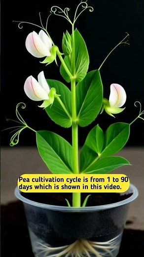 pea cultivation cycle is from 1 to 90 days which is shown in this video #PlantGrowth#UrbanFarming