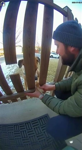 Cute dog gets stuck #fun #funny #adorably #pets #dog