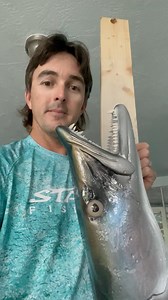 Barracuda couldn’t resist the mullet! Another Trophy Barracuda Mount by @graytaxidermy 🏆!! If anyone wants to mount a fish let me know if I can help! #GrayTaxidermy #Barracuda #FishMount @graytaxidermykeywestflkeys | Capt. Nick Stanczyk