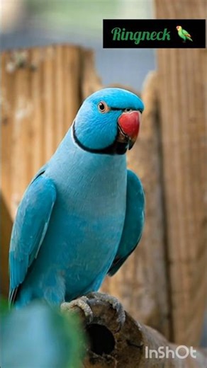 ringneck 🦜 Parrot #Parrot #pets #Funny #shorts #BestVibes