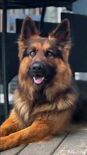 Top 5 Family Protection Dogs