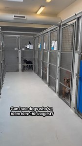 A few of our North shelter staff made a video highlighting how long our dogs been waiting for homes. If you’d like to give a deserving dog a home, visit www.toronto.ca/adoptapet to see the pups ready for their forever families! | Toronto Animal Services