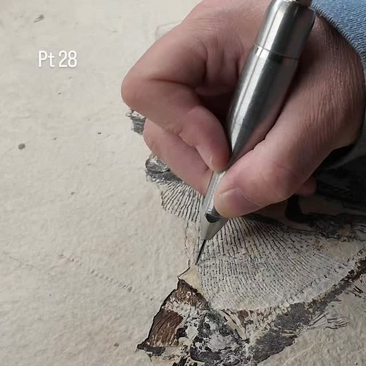 Preparing this Green River Formation stingray fossil is all about patience, precision, and science. Every layer of matrix removed reveals structures that haven’t seen daylight in over 50 million years. Step by step, we uncover anatomy, preserve details, and document the process so this incredible specimen can be studied for generations. More updates coming as we continue this preparation journey through deep time! #GreenRiverFormation #FossilPrep #StingrayFossil #Eocene #Paleontology #Fossils #S