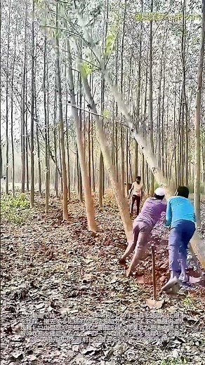 伝統的な伐採法：ロープとシャベルを使って安全に木を倒す方法 ― てこの原理を活かした引き倒しのコツと人力での抜根手順、重機を使わずに密生した植栽地を切り開く手法の解説