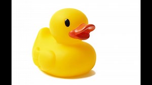 Yucky ducky? Study reveals bath-time toy’s dirty secret