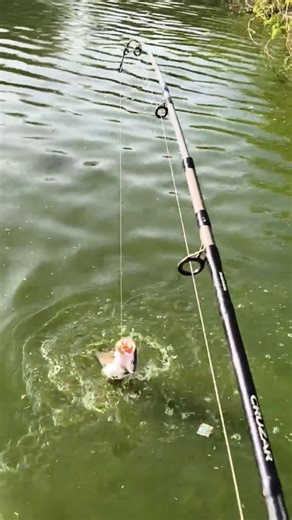 braid line problem is fishing strike time good size fishing #shortvideo