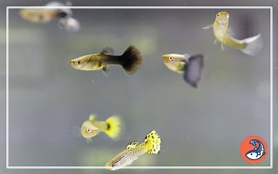 Top 10 Livebearing Aquarium Fish You Should Know About - AquariumNexus