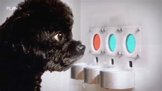 How do they know what colors dogs can see?