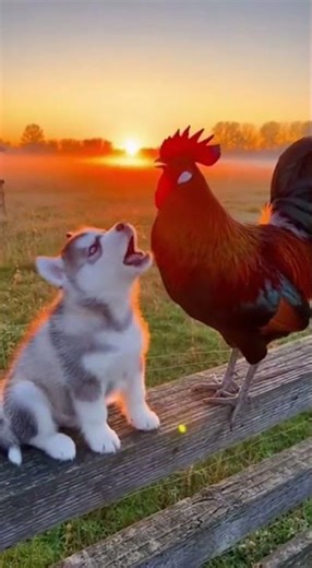 Husky Puppy Tries Singing With Rooster—Fails Hilariously