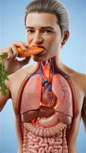 "What Happens If You Eat Carrot 🥕": Health Effects, Side Effects & More" #health #healtheducation