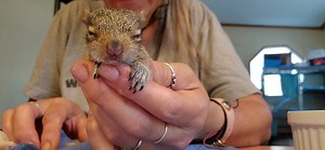 9.1K views · 1.3K reactions | Meet Bucky the baby girl squirrel. Approx 5 to 6 weeks old. Baby squirrels open their eyes at approx 5 weeks of age | Little Bit Wildlife Rescue | Facebook