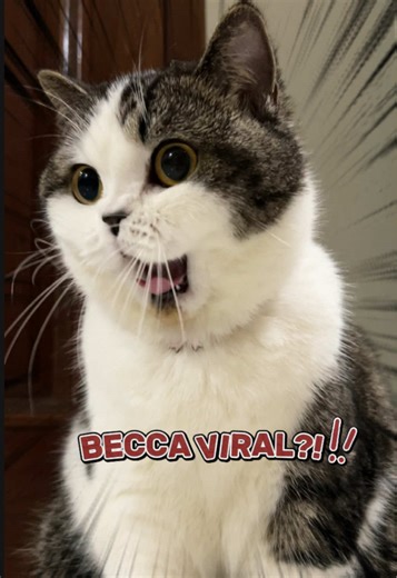 Becca's Part 2 Pet Dance Challenge