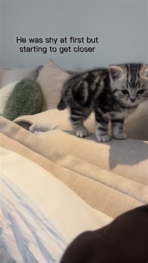 Getting My New Kitten to Love Me: A Heartwarming Journey