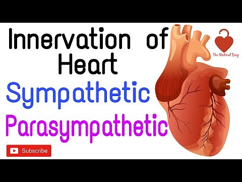 Innervation of Heart(physiology) part 2 | sympathetic and parasympathetic