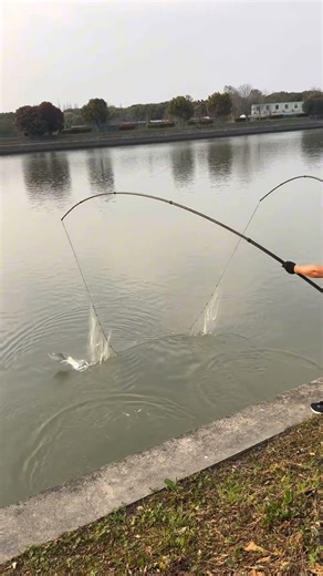 What kind of fish is it crucian carp, common carp, bream #net #carbonfibernetpole