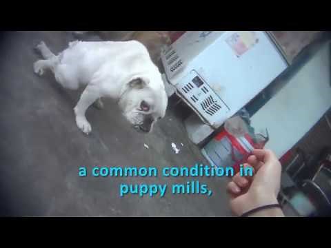 Heartbreaking: Dogs Confined to Filthy Cages in Chinese Puppy Mills