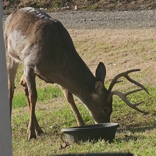 Uncle Mike (@beerthirty33)’s videos with original sound - Bo Timber