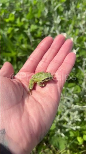 Amazing Animal Transformation!