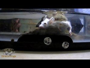 Thanks to its Wide Mouth, Budgett's Frog can Swallow Large Prey