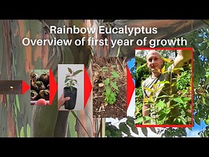 🇵🇭 Rainbow Eucalyptus Growth Rate: First Year of Growth From Seed
