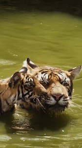 171K views · 11K reactions | “Unlike most other cats, tigers love water,” shares Nat Geo Explorer and wildlife filmmaker Sandesh Kadur who documented this bonding moment. Here, a tigress and her two cubs soak themselves in a waterhole during the peak of the Indian summer. “Cheek-rubbing is a way of exchanging pheromones and establishing bonds between family members.” : Sandesh Kadur photography #InternationalTigerDay #WorldTigerDay | National Geographic Society | Facebook