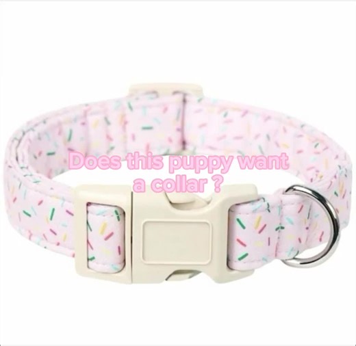 Choosing the Perfect Puppy Collar for Your Dog
