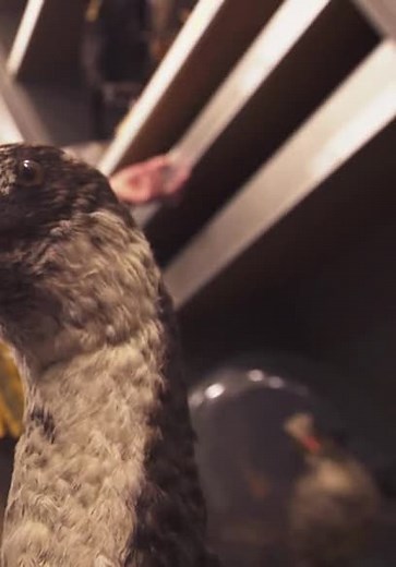 Extinct or Alive S01:E08 - The Dodo of the North