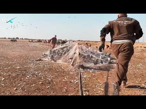 Traditional Bird Trapping with Ground Nets | Rural Life & Ancient Skills
