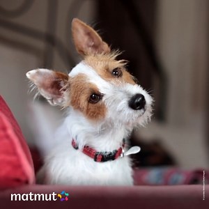 😍 Si, si : la Matmut peut assurer votre chien ! 🤗 Infos et conditions 👉 https://www.matmut.fr/assurance/chien-chat Frais vétérinaires, assistance juridique, garde en cas d’hospitalisation / immobilisation du maître, et bien ! | Matmut