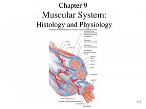 Muscular System: Histology and Physiology - SlideServe