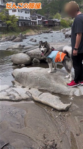 【✨香嵐渓の絶景✨】たっぷりのマイナスイオンでリフレッシュ✨】#アラスカンマラミュート #犬 #大型犬 #犬のいる暮らし #alaskanmalamute #自然 #asmr #shorts