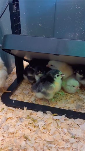 Our Easter Egger chicks have officially hatched and moved into the brooder 🐣 They’re settling in beautifully and already showing so much personality. These little ones will grow up to lay gorgeous colourful eggs, and we’re so excited to watch their journey from day one. Stay tuned for more chick updates and poultry life here at Joshua’s Poultry #EasterEggerChicks #chick #PoultryLife #HatchingSeason #JoshuasPoultry | Joshuas Poultry