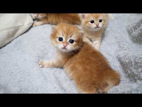 Each kitten reacts differently, and it's so adorable that I just can't help but pet them...
