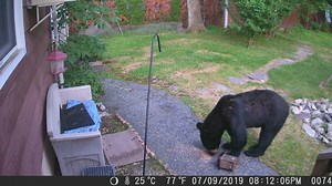 DOG SCARES OFF BEAR: A New Jersey man is promising his neighbor's dog a steak dinner after the pup scared off a bear in his backyard. (Video Courtesy: Mark Stinziano) | Fox 8 News