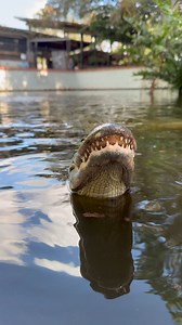 Did you know alligators need a variety of foods in order to cover all of their needs? This includes different types of protein and alligator specific items like the crocodilian biscuit in this video🐊 If you are interested in helping our alligators, please visit https://wondergardens.org/make-a-gift-donate-now/ We appreciate your consideration and are very grateful for your belief in the work of the Wonder Gardens❣️ | Wonder Gardens