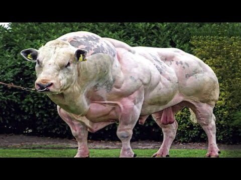 15 Amazing Hybrid Animals