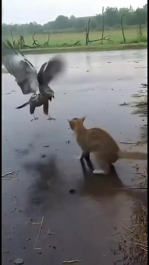 Cat and hawk fight #fblifestyle | Mainas Livestock Production And Marketing Ltd