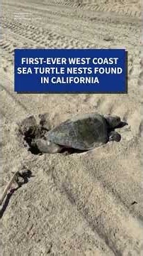 Sea Turtle Nests Discovered in Southern California for the First Time