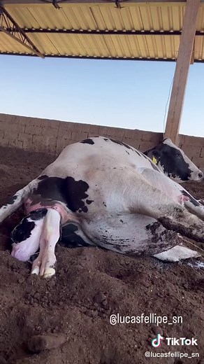 Mais um vídeo de parto pq é bom demais!!!🐄🐄 #fazenda #cow #farm #agropecuaria #pecuaria #dairyfarm #vacas #vacasdeleite #veterinary #partos #bezerros #compost #fazendaleiteira #milk #fy #fyp