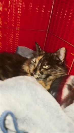 POV when I see my cat