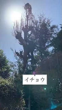 モミジの剪定