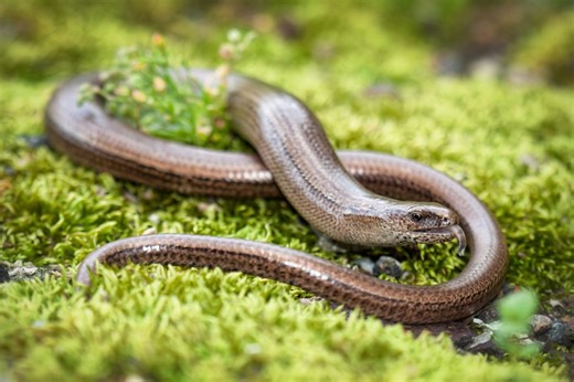 It looks like a snake and moves like a snake - but don't be fooled. This is no snake... | Discover Wildlife