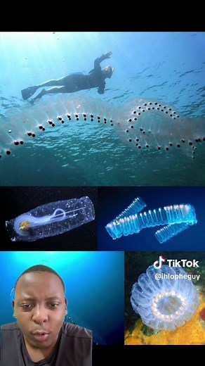 Explore Deep Sea Marine Life & Jellyfish
