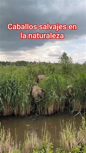 🌍Este lugar parece irreal..#naturaleza #vidasilvestre