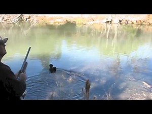 Labradoodles Duck Hunting