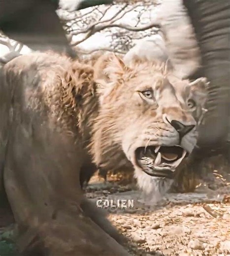 Sarabi - i got you #mufasa #edit #shorts #lionking